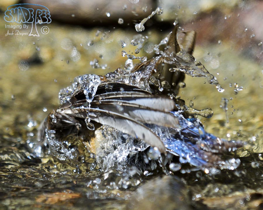 Western Bluebird - Sialia mexicana