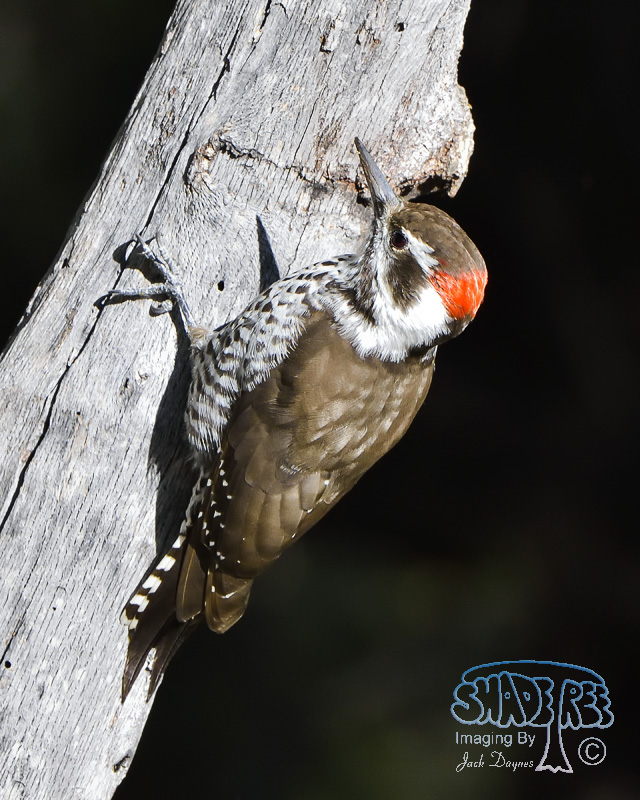 Arizona Woodpecker - Dryobates arizonae