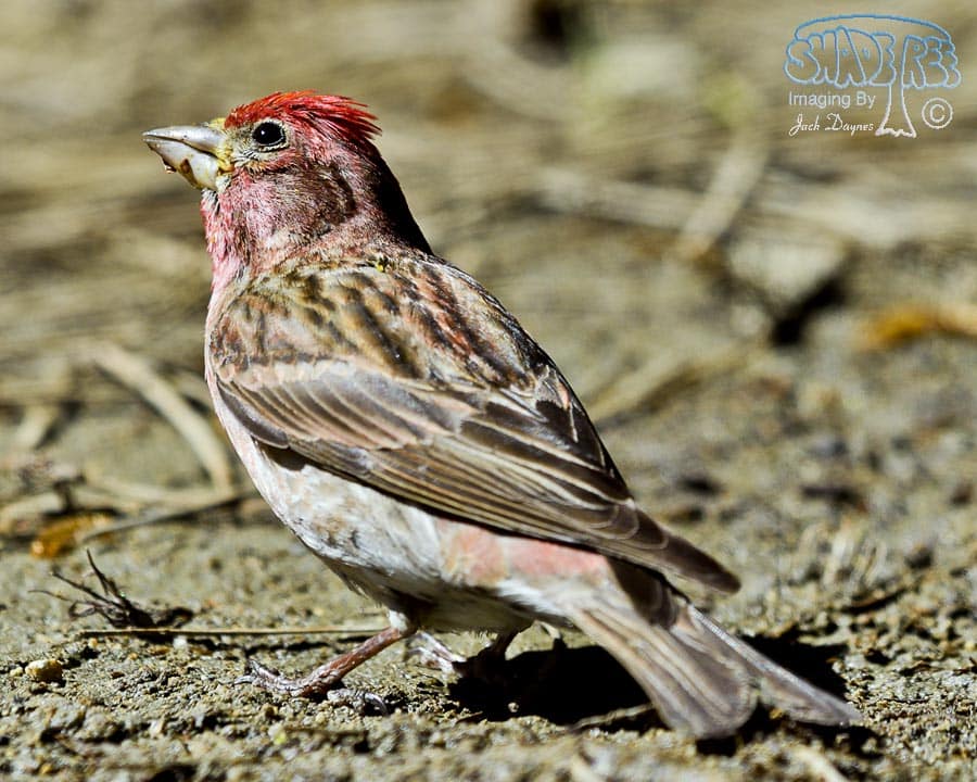 Cassin's Finch - Haemorhous cassinii