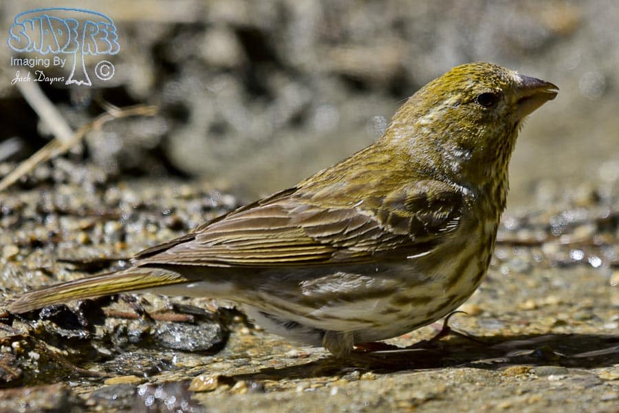 Cassin's Finch - Haemorhous cassinii