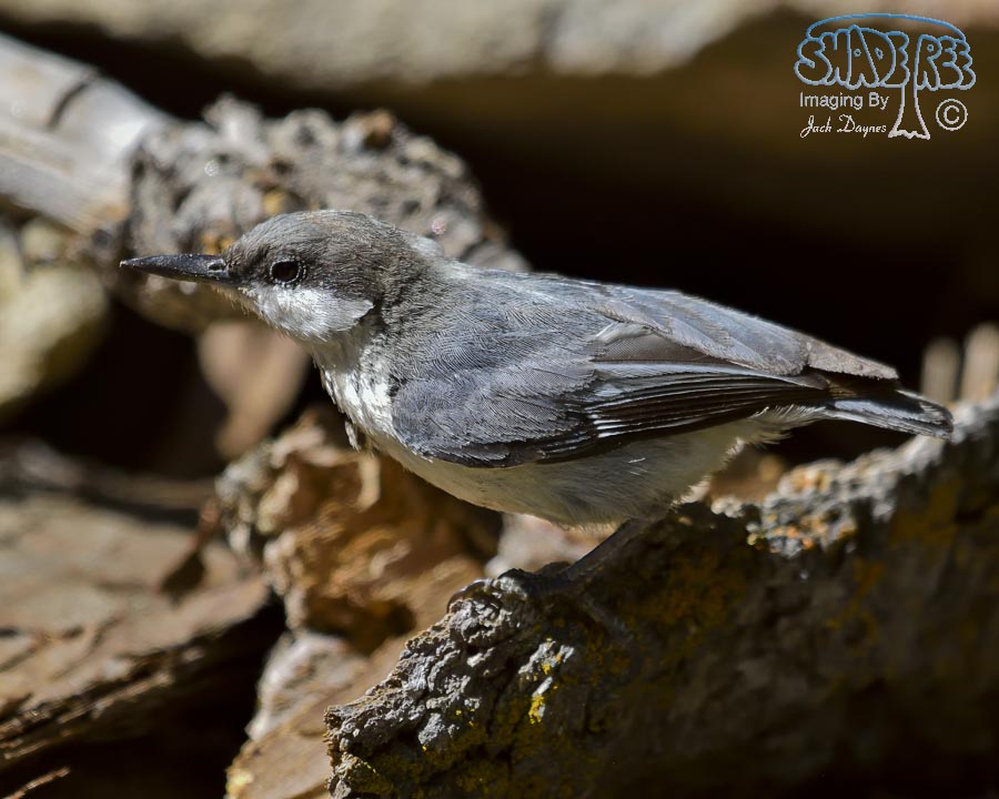Pygmy Nuthatch - Sitta pygmaea