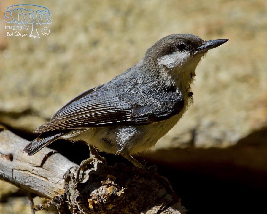 Pygmy Nuthatch - Sitta pygmaea