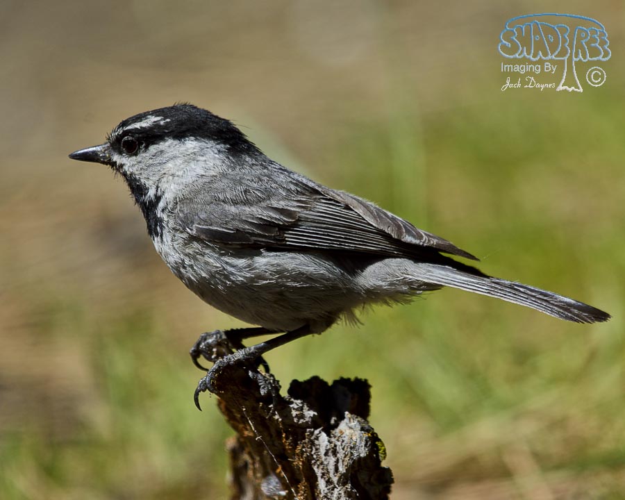 Mountain Chickadee - Poecile gambeli
