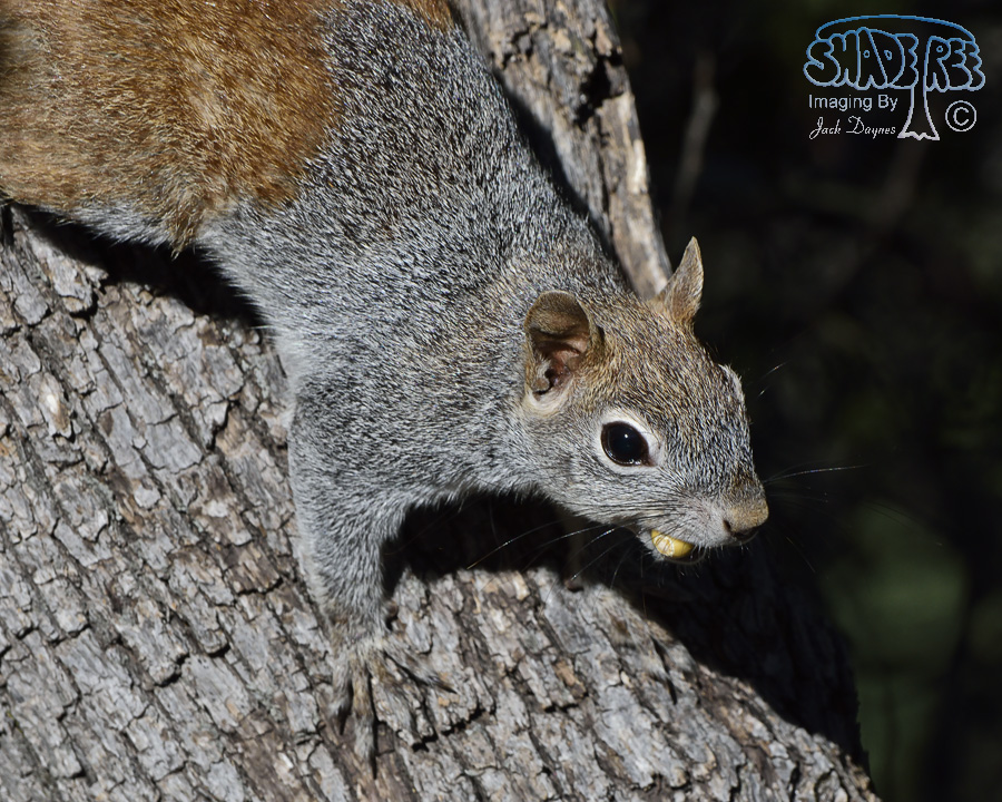 Arizona Gray Squirrel - Sciurus arizonensis