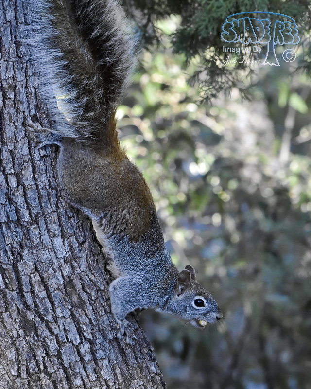 Arizona Gray Squirrel - Sciurus arizonensis