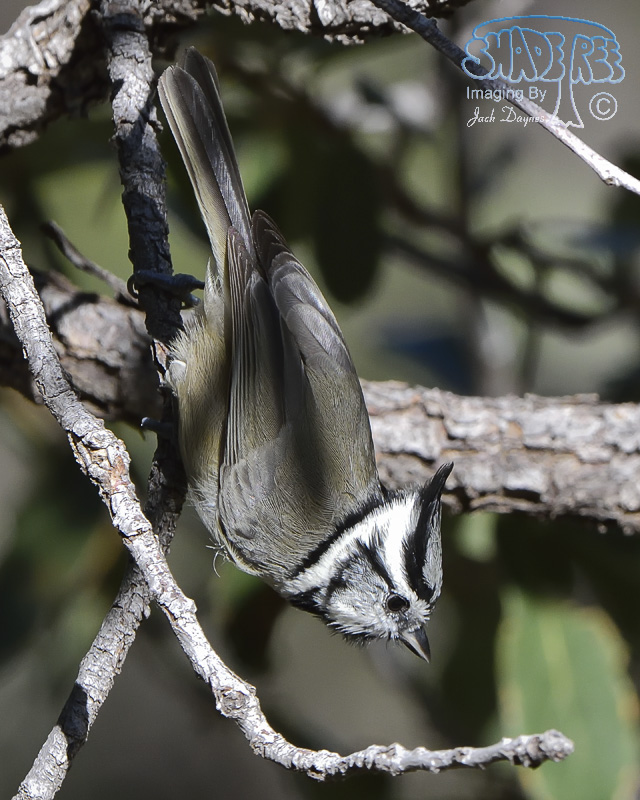 Bridled Titmouse - Baeolophus wollweberi