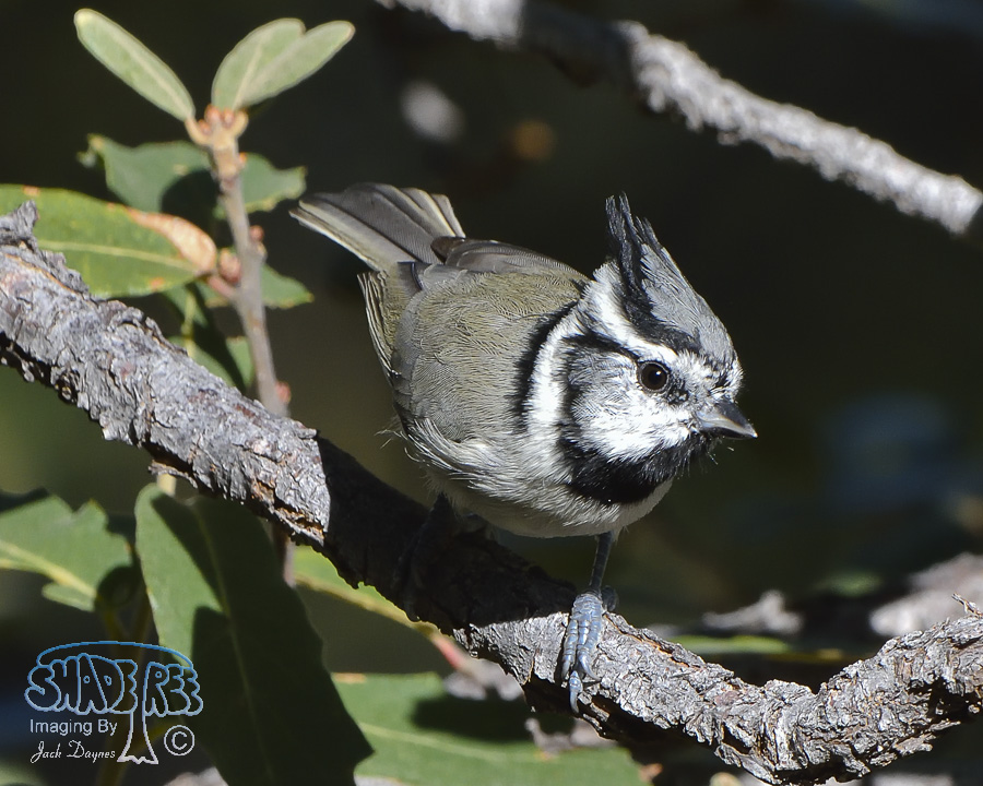 Bridled Titmouse - Baeolophus wollweberi