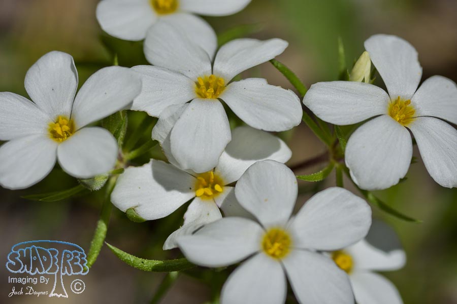 Unknown Flower - Unknown