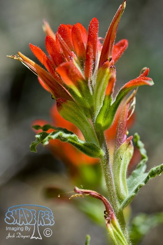 Desert Paintbrush - Castilleja chromosa