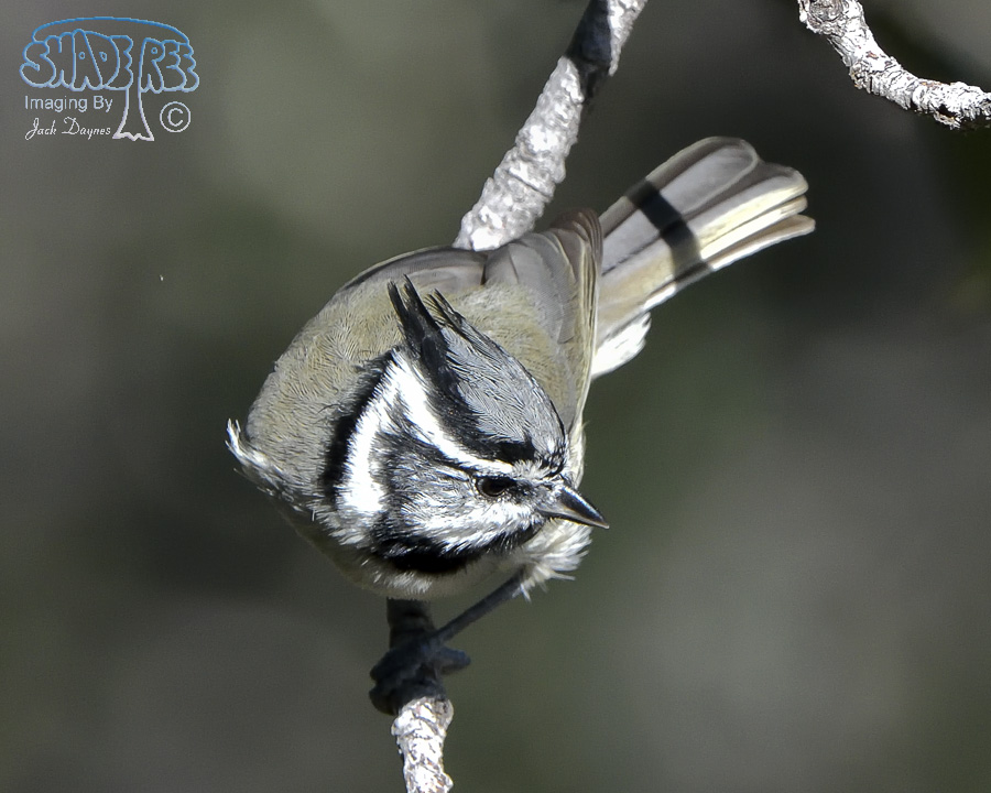 Bridled Titmouse - Baeolophus wollweberi
