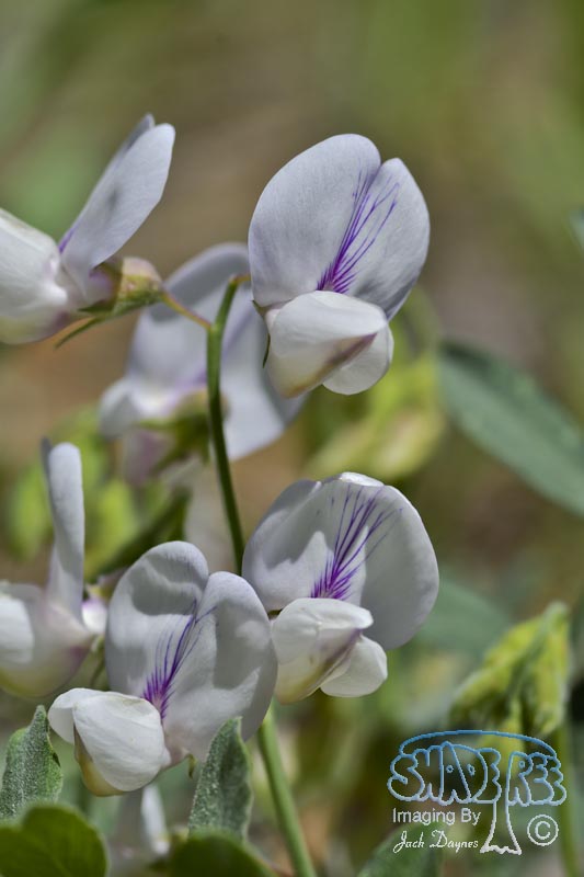 Jepson's Pea - Lathyrus jepsonii