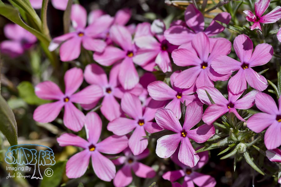 Unknown Flower - Unknown