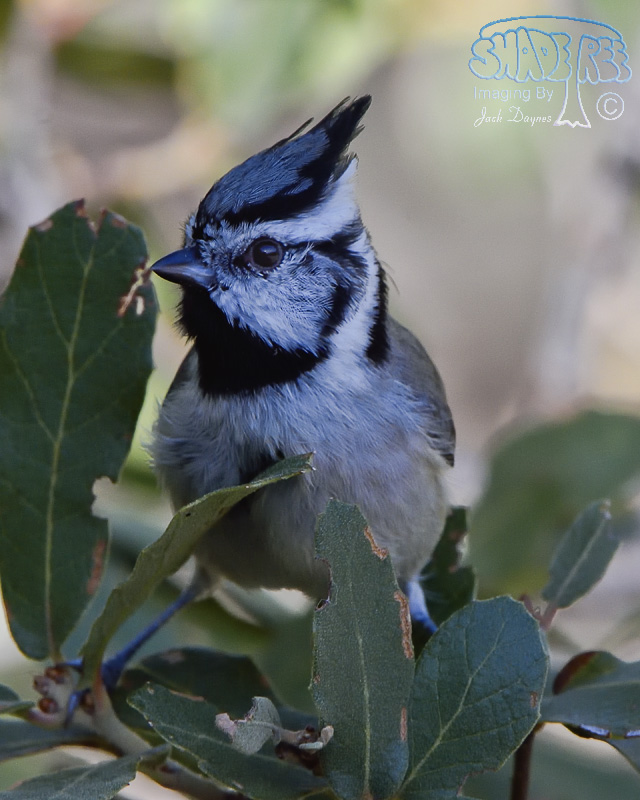 Bridled Titmouse - Baeolophus wollweberi