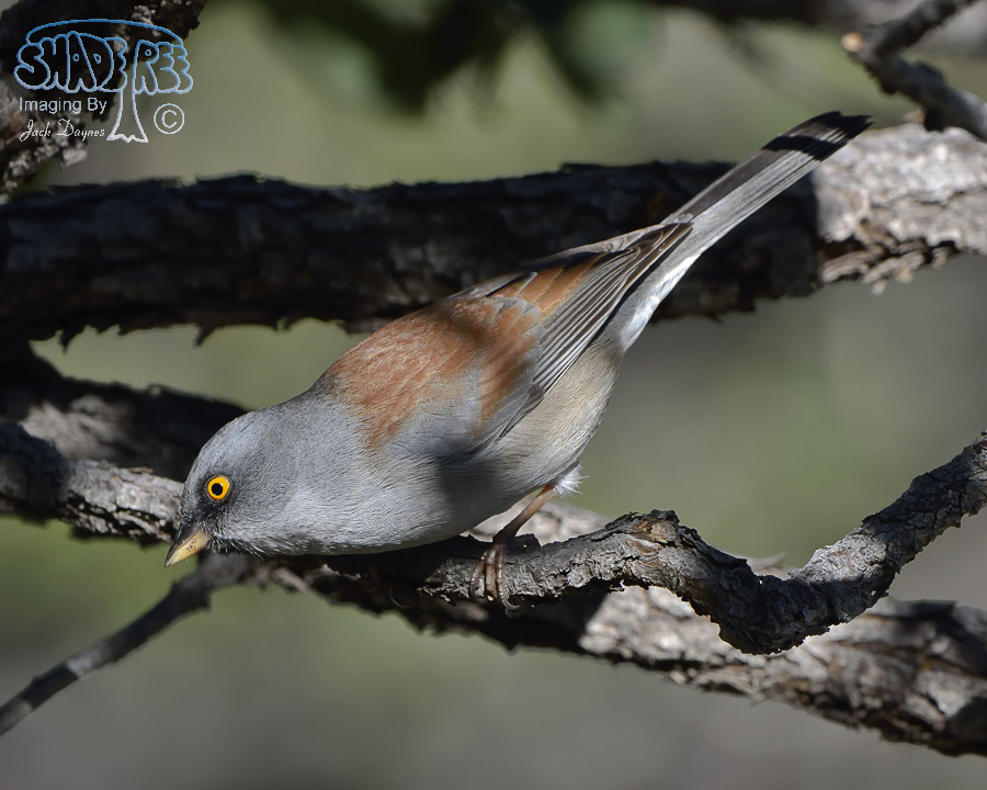 Yellow-Eyed Junco - Junco phaeonotus