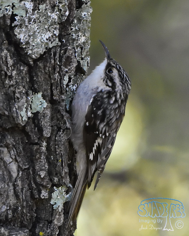 Brown Creeper - Certhia americana