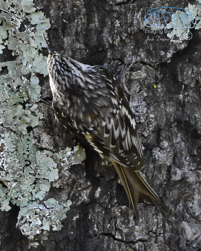 Brown Creeper - Certhia americana