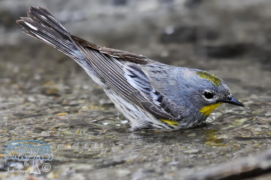 Yellow-Rumped Warbler - Setophaga coronata auduboni
