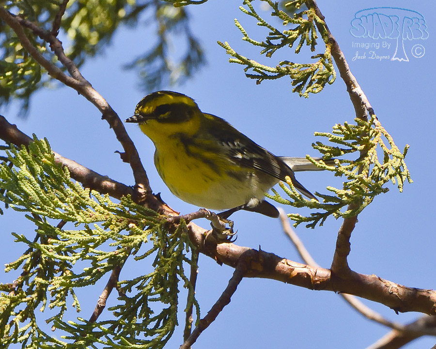 Townsend's Warbler - Setophaga townsendi