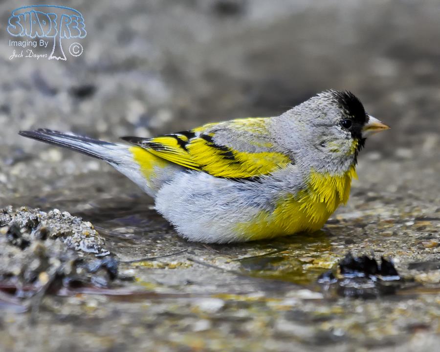 Lawrence's Goldfinch - Carduelis lawrencei