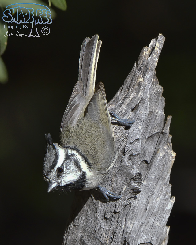 Bridled Titmouse - Baeolophus wollweberi
