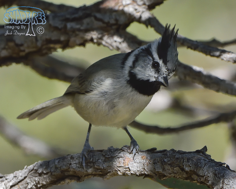 Bridled Titmouse - Baeolophus wollweberi