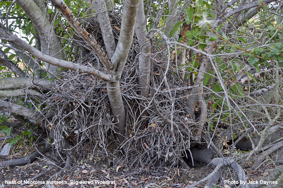 Big-Eared Woodrat - Neotoma macrotis