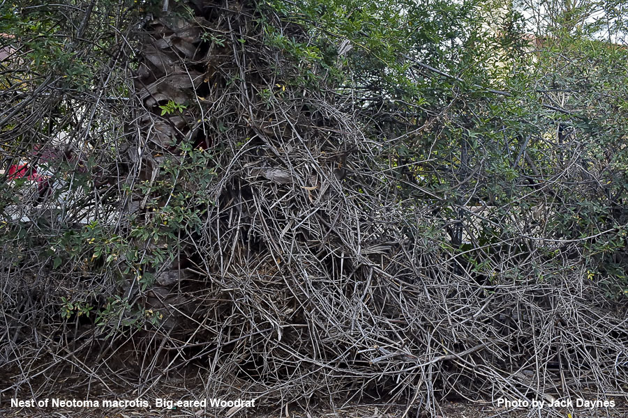 Big-Eared Woodrat - Neotoma macrotis