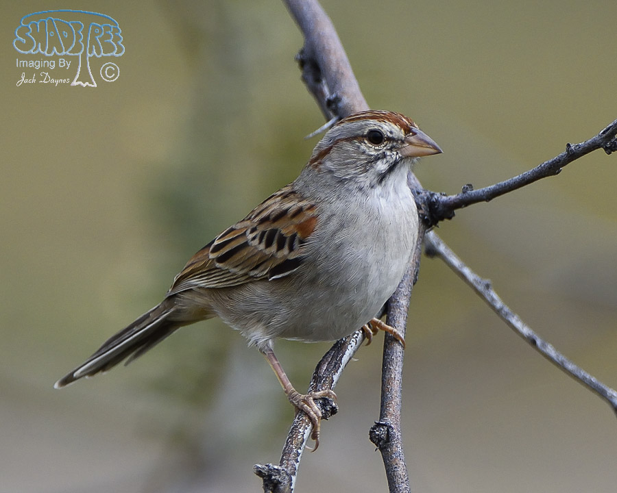 Rufous-Winged Sparrow - Peucaea carpalis