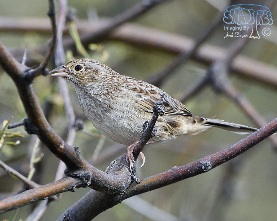 Cassin's Sparrow - Peucaea cassinii