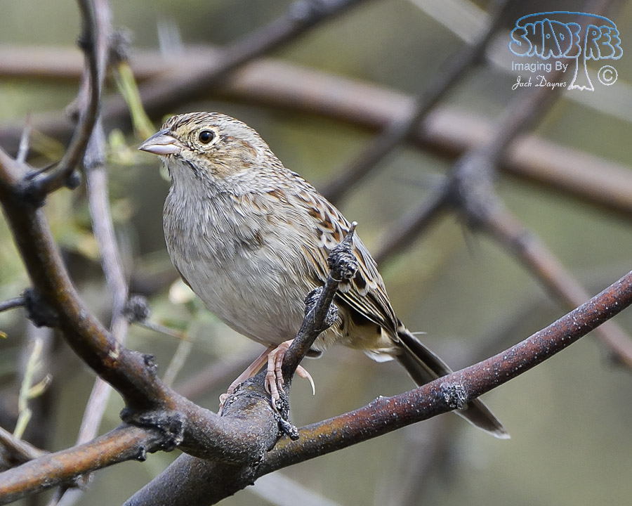 Cassin's Sparrow - Peucaea cassinii