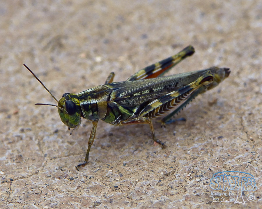 Grasshopper - Unknown