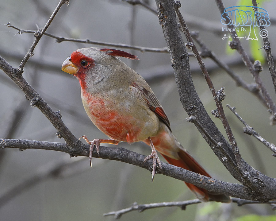 Pyrrhuloxia - Cardinalis sinuatus