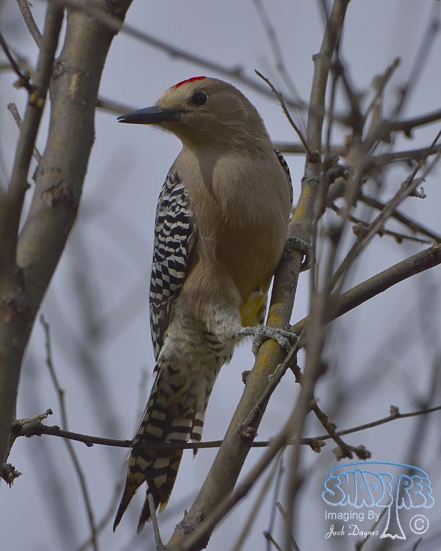 Gila Woodpecker - Melanerpes uropygialis