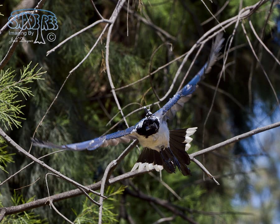Black-Throated Magpie-Jay - Calocitta colliei