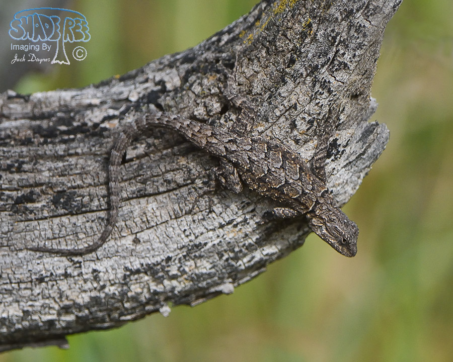 Ornate Tree Lizard - Urosaurus ornatus