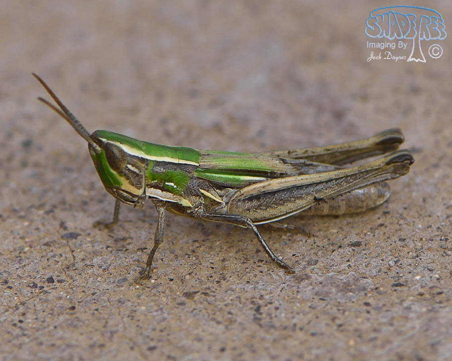 Grasshopper - Unknown