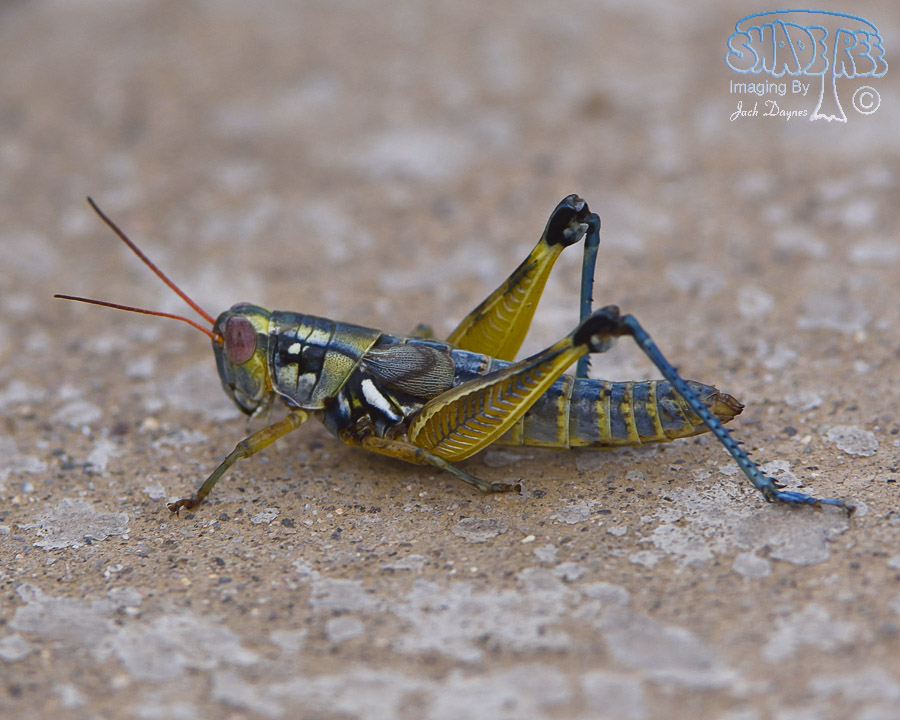 Grasshopper - Unknown