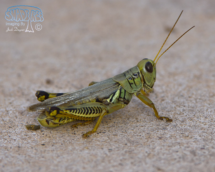 Grasshopper - Unknown