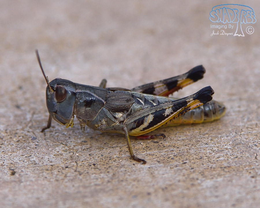 Grasshopper - Unknown
