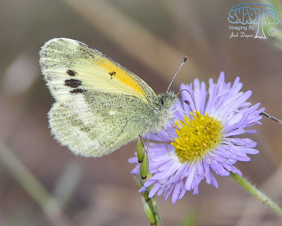 Dainty Sulphur Butterfly - Nathalis iole