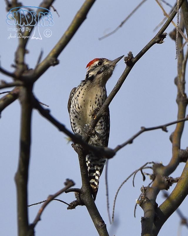 Ladder-Backed Woodpecker - Phasianus colchicus