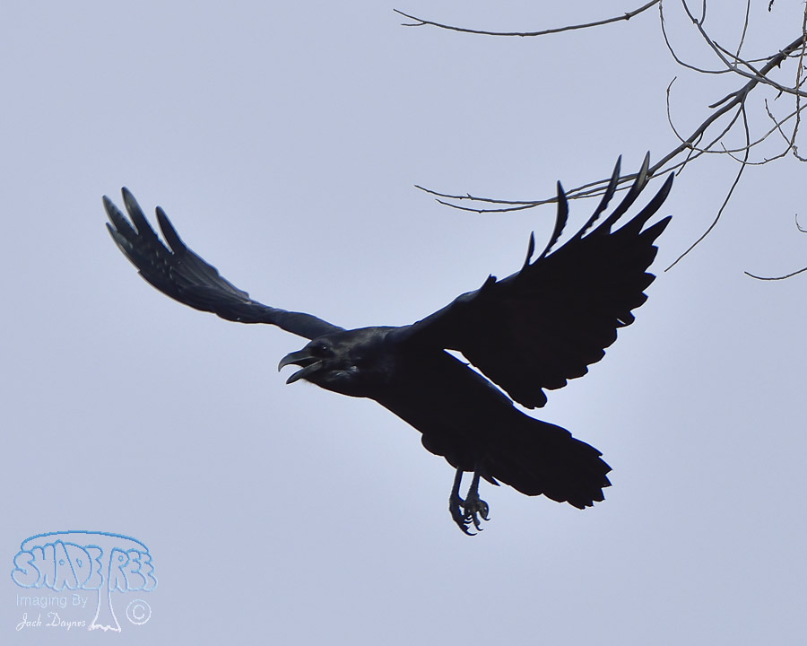 Common Raven - Corvus corax