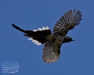 2016-08-28 Bird & Butterfly Garden