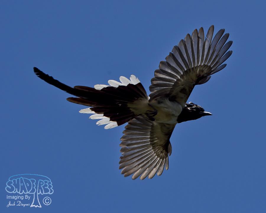 Black-Throated Magpie-Jay - Calocitta colliei