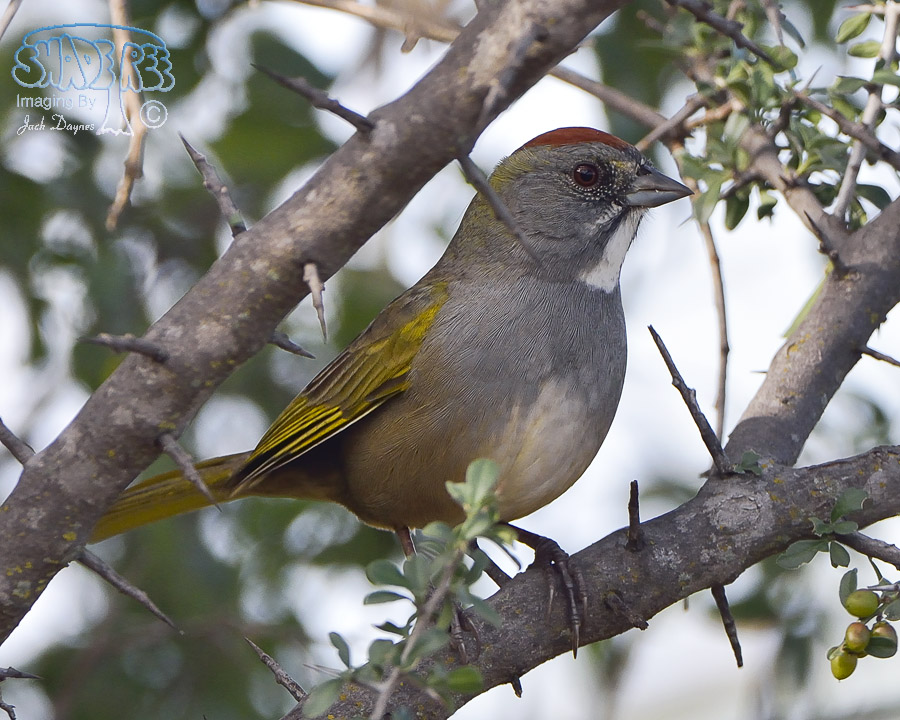 Green-Tailed Towhee - Pipilo chlorurus