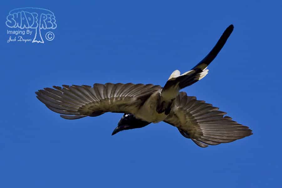 Black-Throated Magpie-Jay - Calocitta colliei