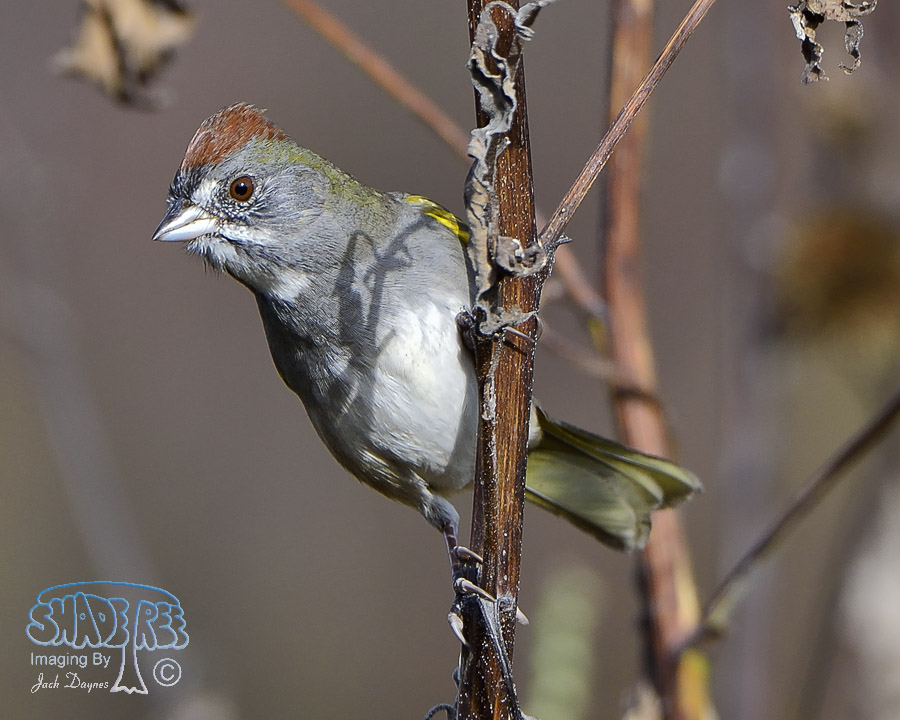 Green-Tailed Towhee - Pipilo chlorurus