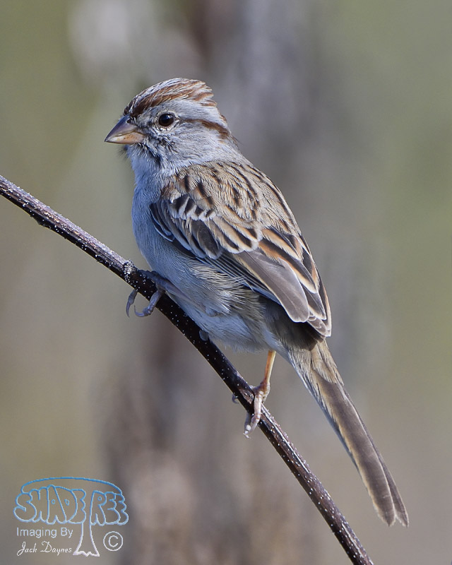 Rufous-Winged Sparrow - Aimophila carpalis