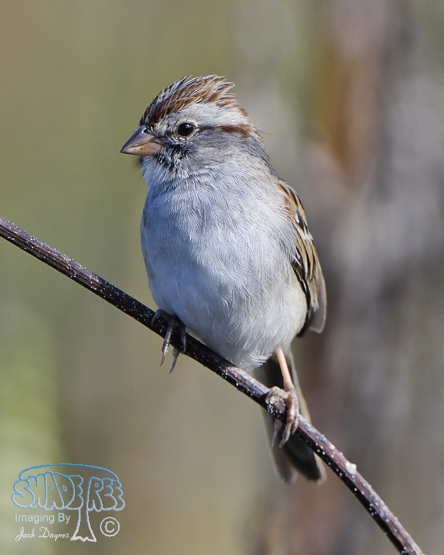 Rufous-Winged Sparrow - Aimophila carpalis