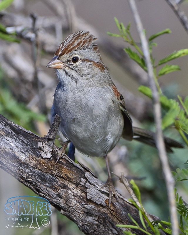 Rufous-Winged Sparrow - Aimophila carpalis